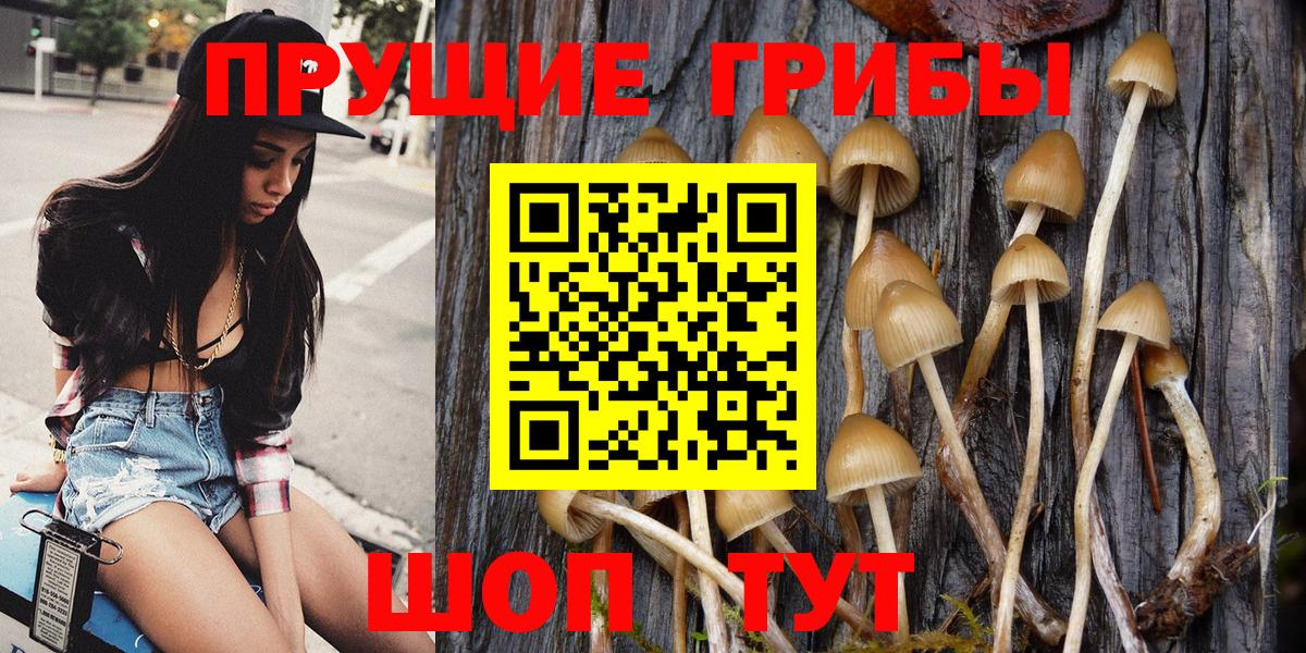 Псилоцибиновые грибы Cubensis Горячий Ключ